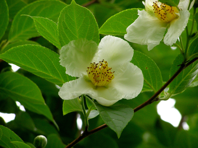 노각나무  Stewartia pseudocamellia Maxim.2.jpg