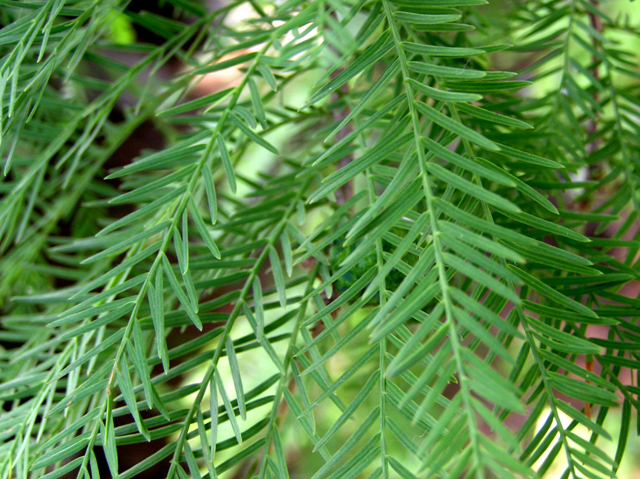 낙우송 Taxodium distichum (L.) Rich. 2.jpg