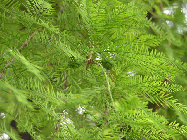 낙우송 Taxodium distichum (L.) Rich. .jpg