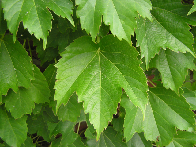 담쟁이덩굴  Parthenocissus tricuspidata (Siebold & Zucc.) Planch. .jpg