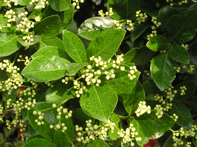 사철나무 Euonymus japonicus Thunb.4.jpg