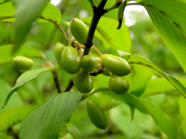 산수유  Cornus officinalis Siebold & Zucc. .jpg