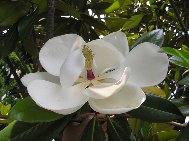 태산목 Magnolia grandiflora L.1.jpg