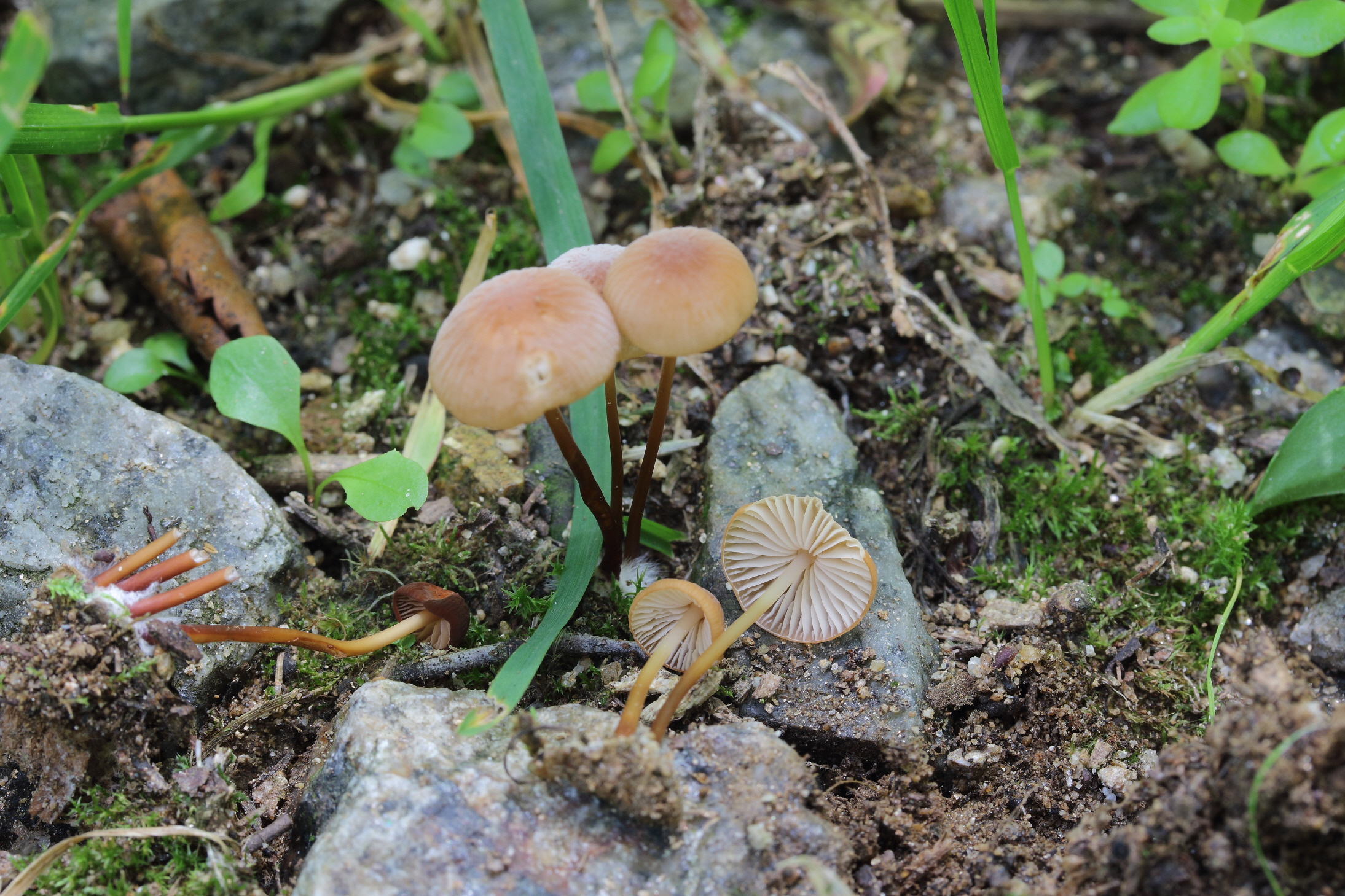 우산낙엽버섯'