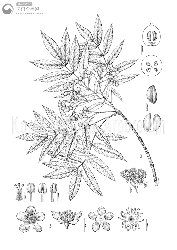 Plant Illustration Detailed View