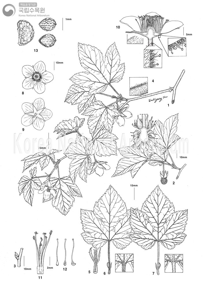 Plant Illustration Detailed View