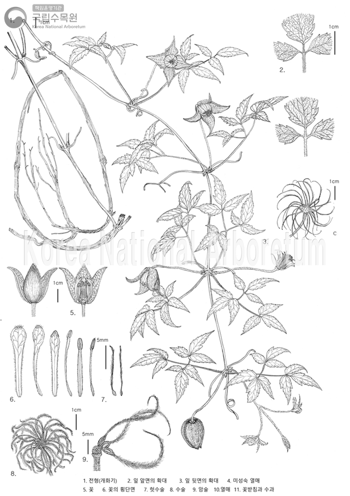 Plant Illustration Detailed View