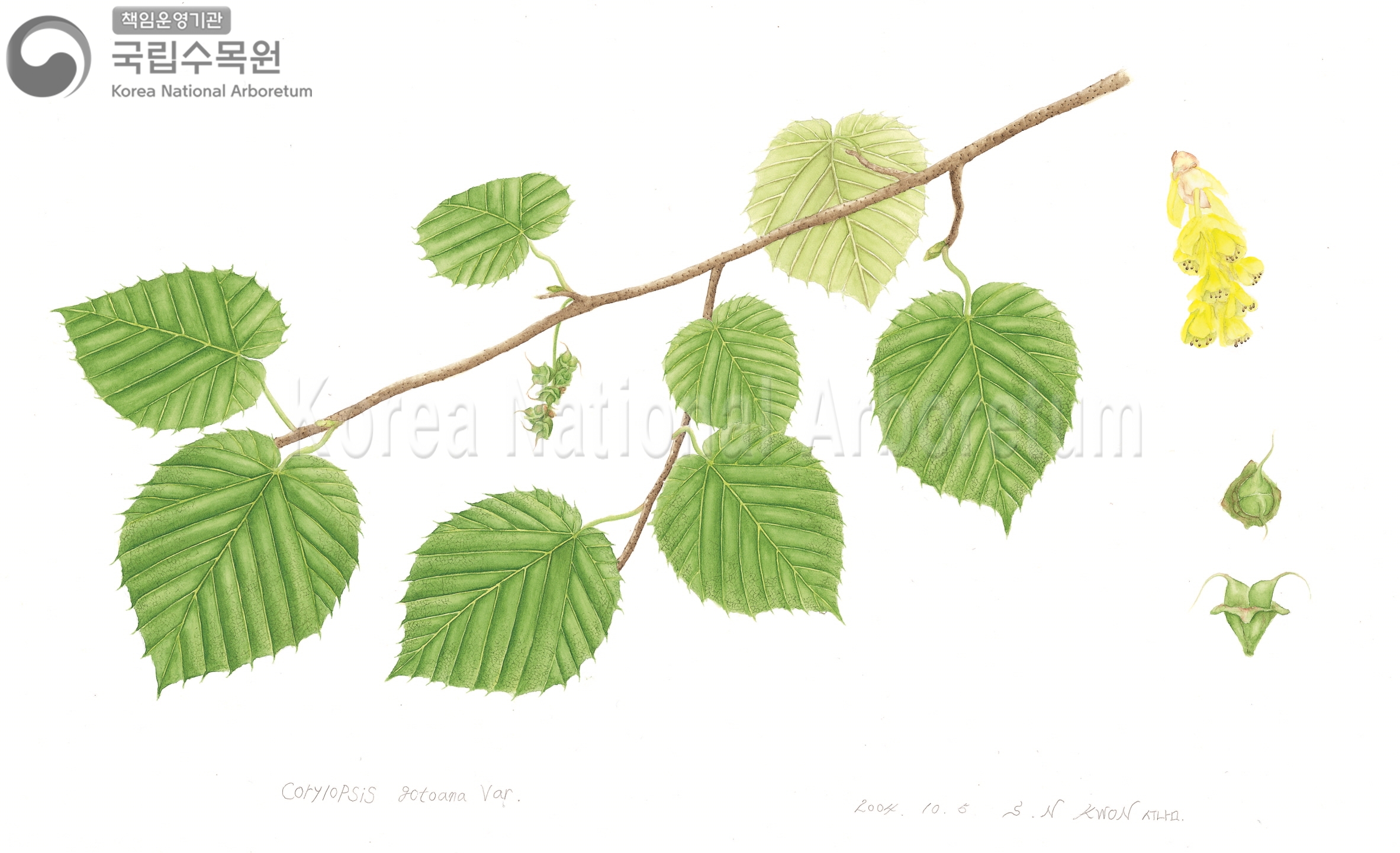 Plant Illustration Detailed View