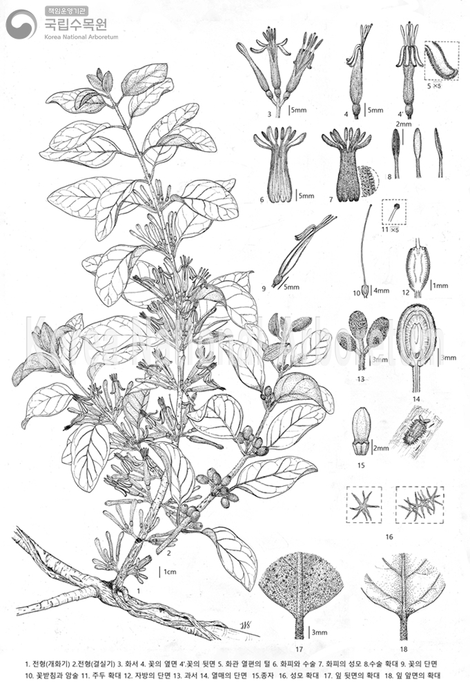 Plant Illustration Detailed View