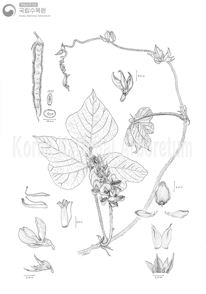 Plant Illustration Detailed View