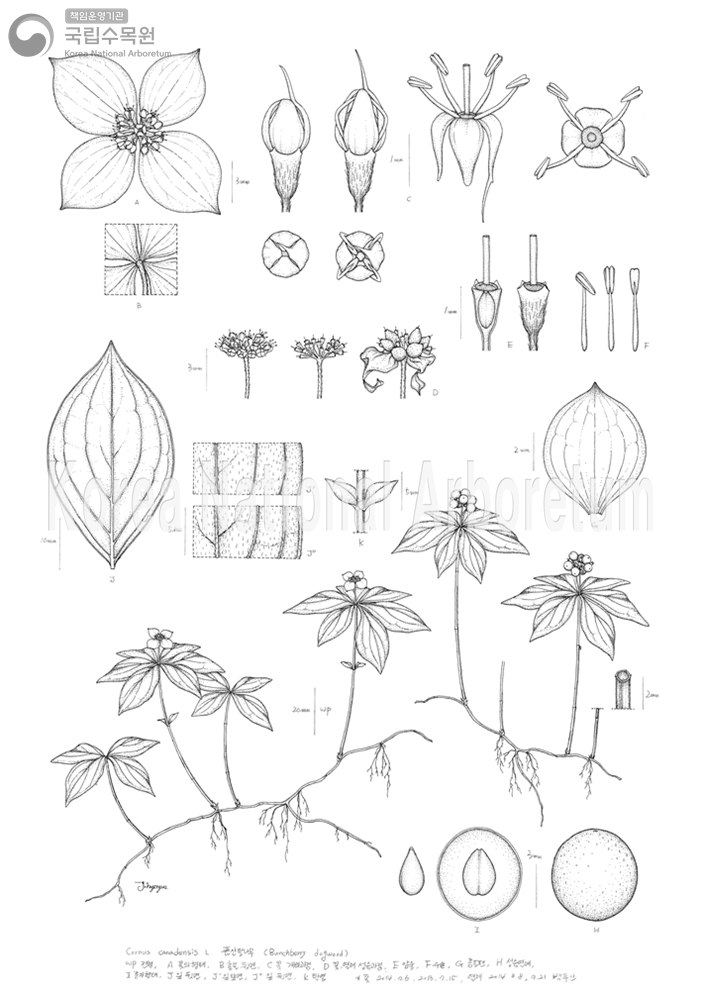 Plant Illustration Detailed View