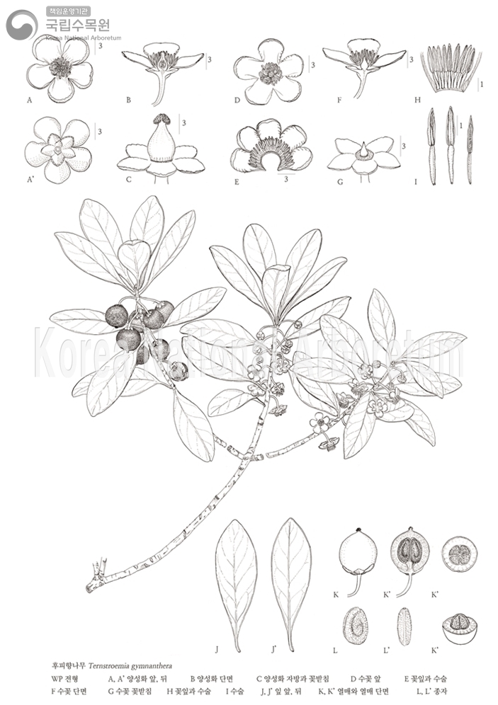 Plant Illustration Detailed View