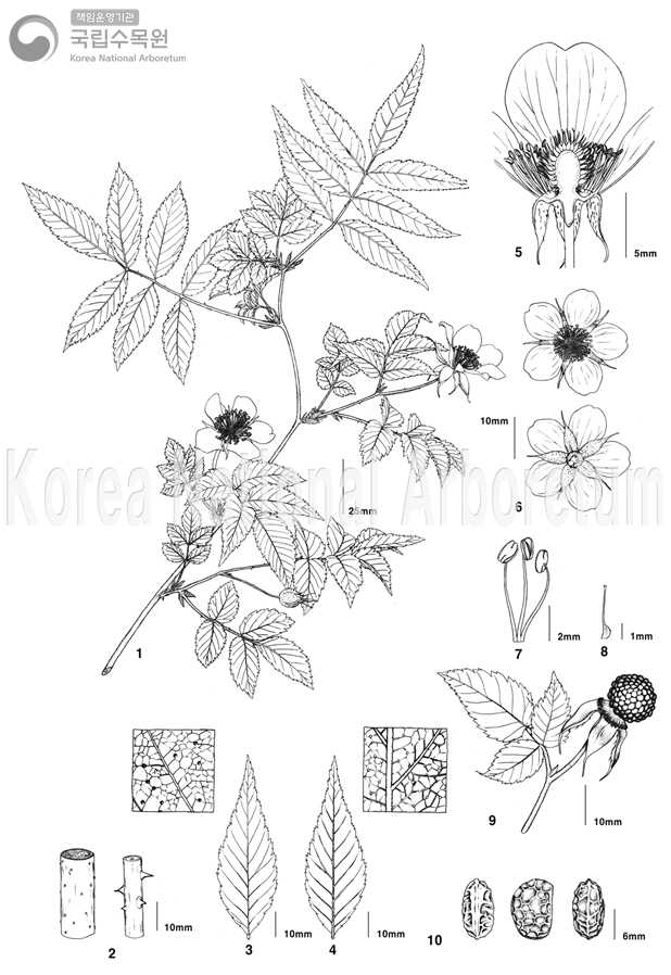 Plant Illustration Detailed View