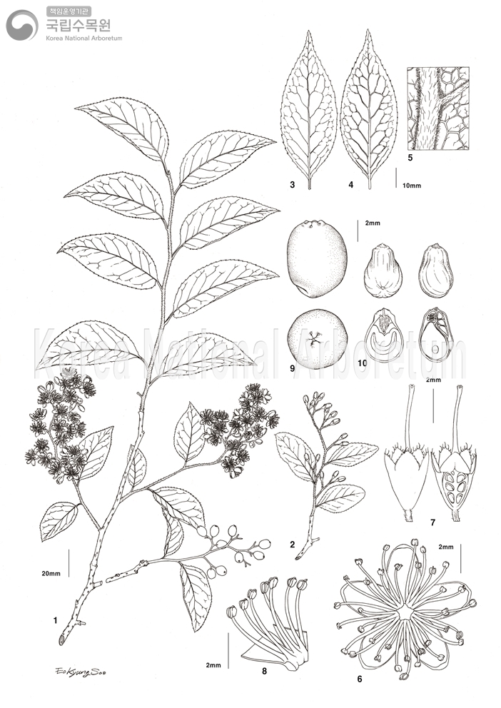 Plant Illustration Detailed View