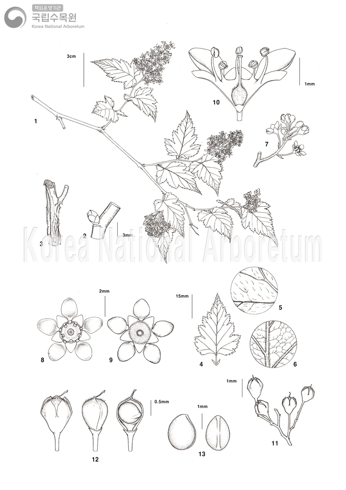 Plant Illustration Detailed View