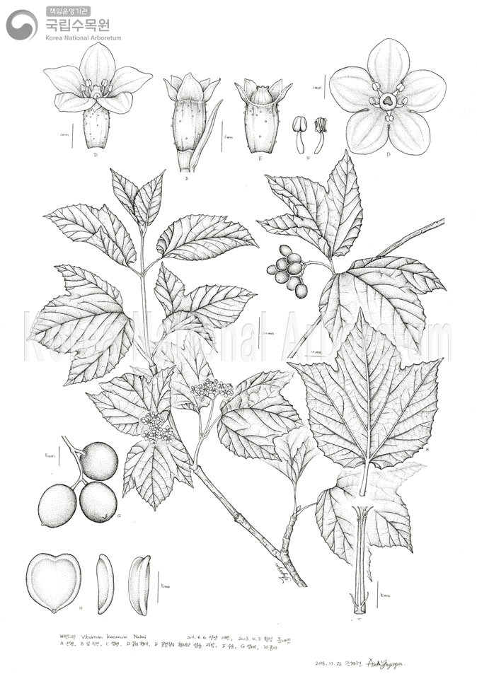 Plant Illustration Detailed View