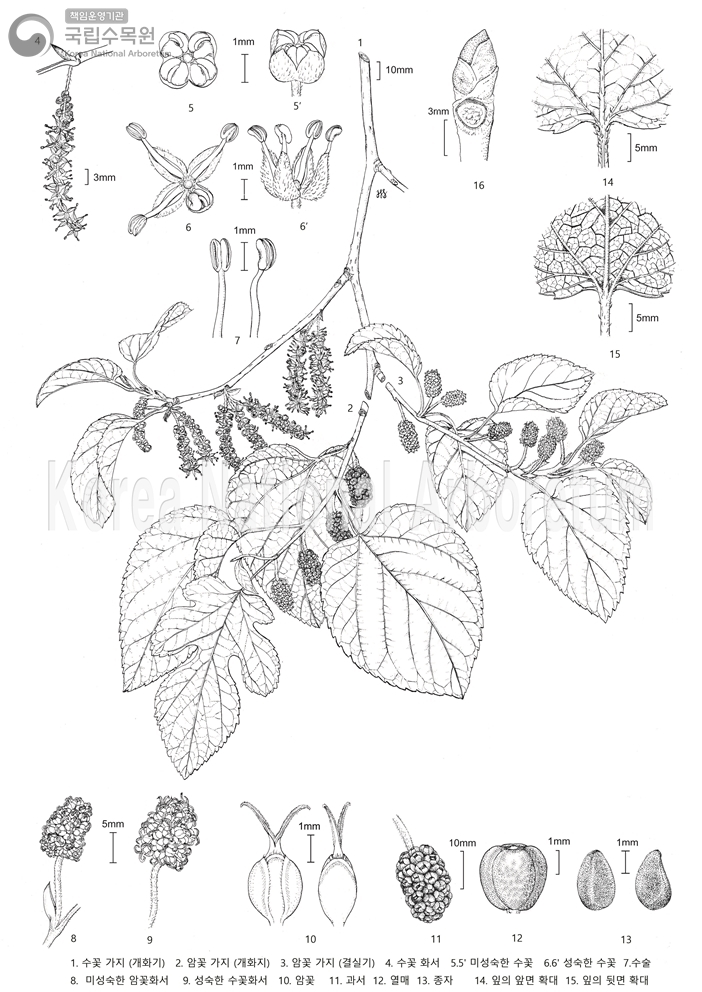 Plant Illustration Detailed View