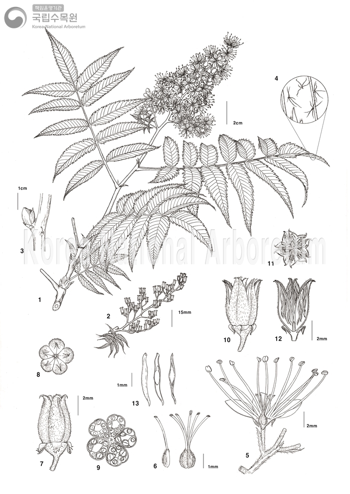 Plant Illustration Detailed View