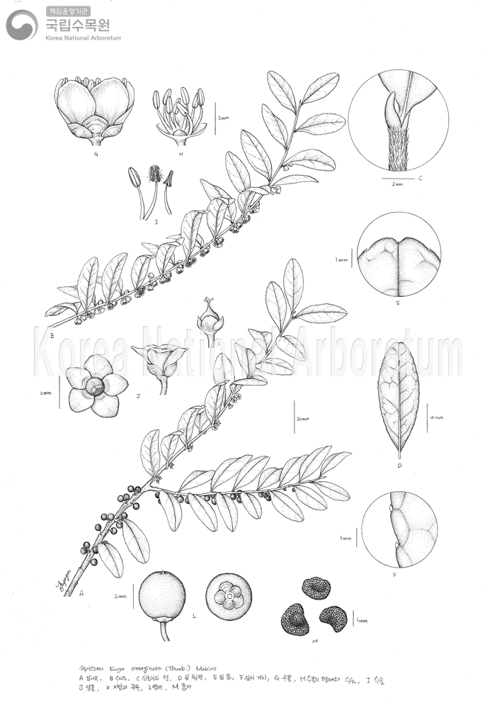 Plant Illustration Detailed View