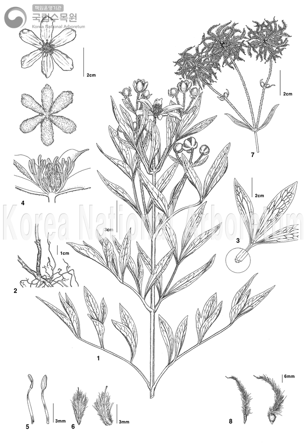 Plant Illustration Detailed View