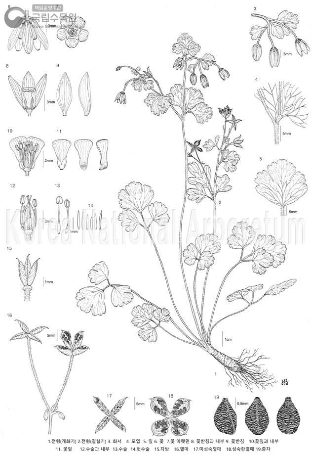 Plant Illustration Detailed View