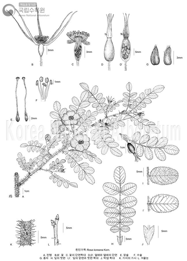 Plant Illustration Detailed View