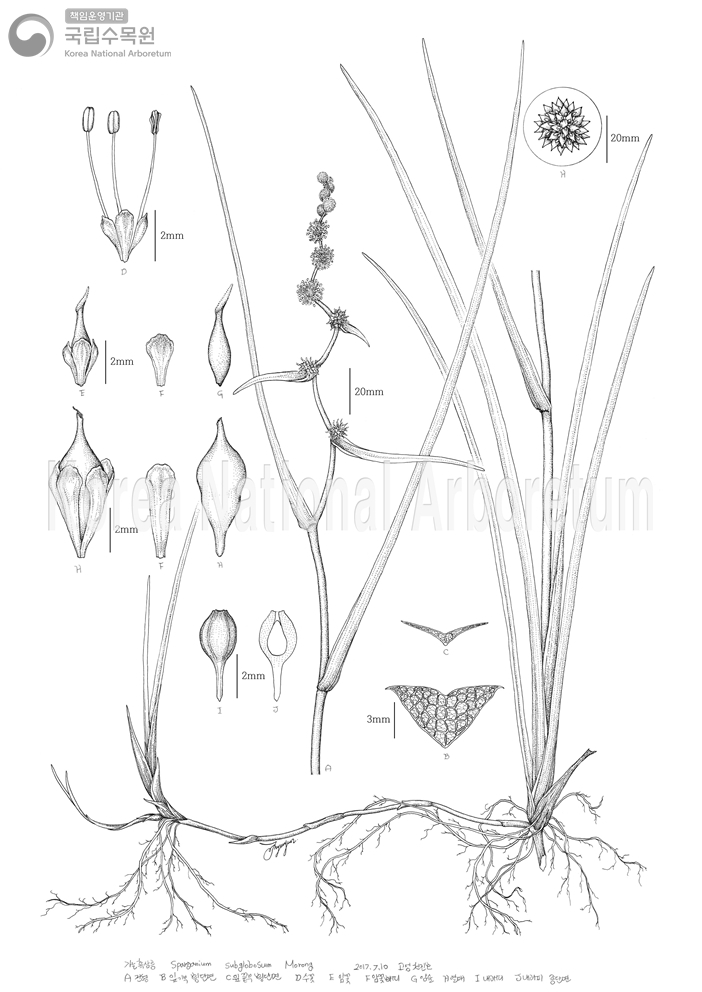 Plant Illustration Detailed View