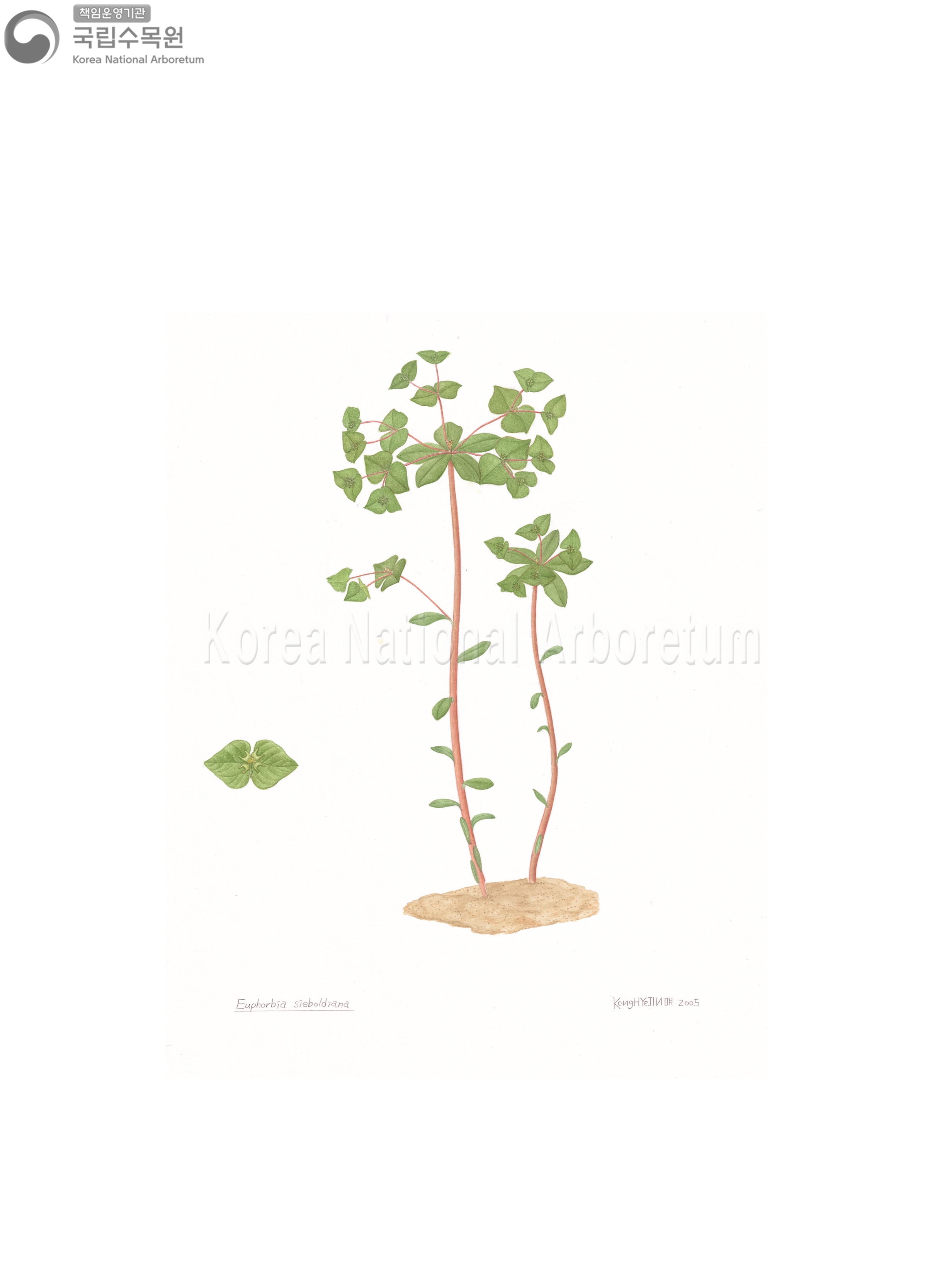 Plant Illustration Detailed View