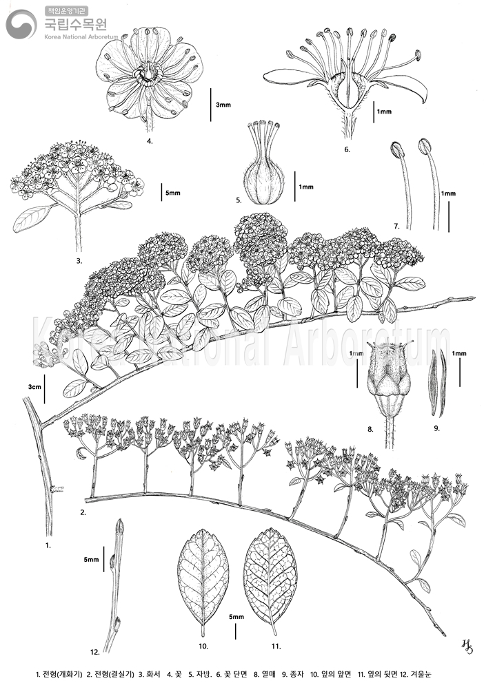 Plant Illustration Detailed View