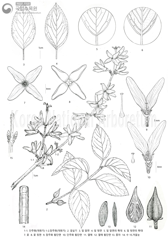 Plant Illustration Detailed View