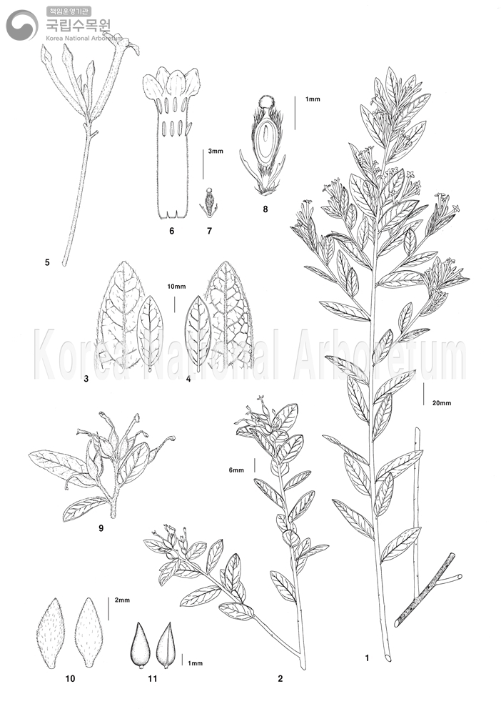 Plant Illustration Detailed View