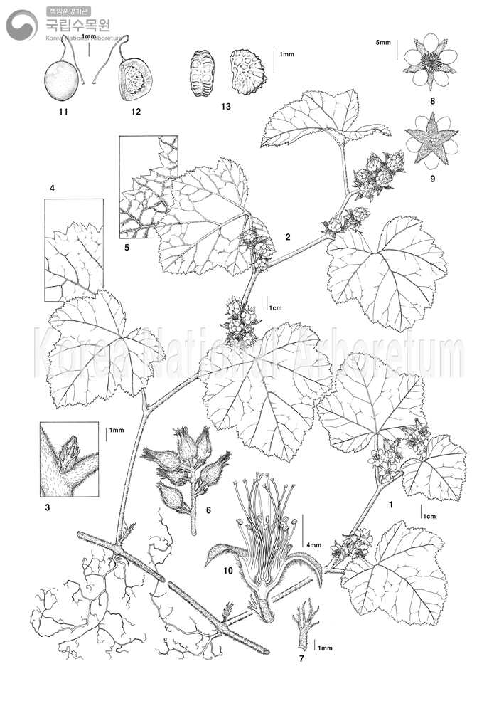 Plant Illustration Detailed View