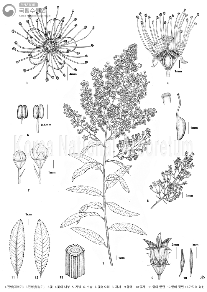 Plant Illustration Detailed View