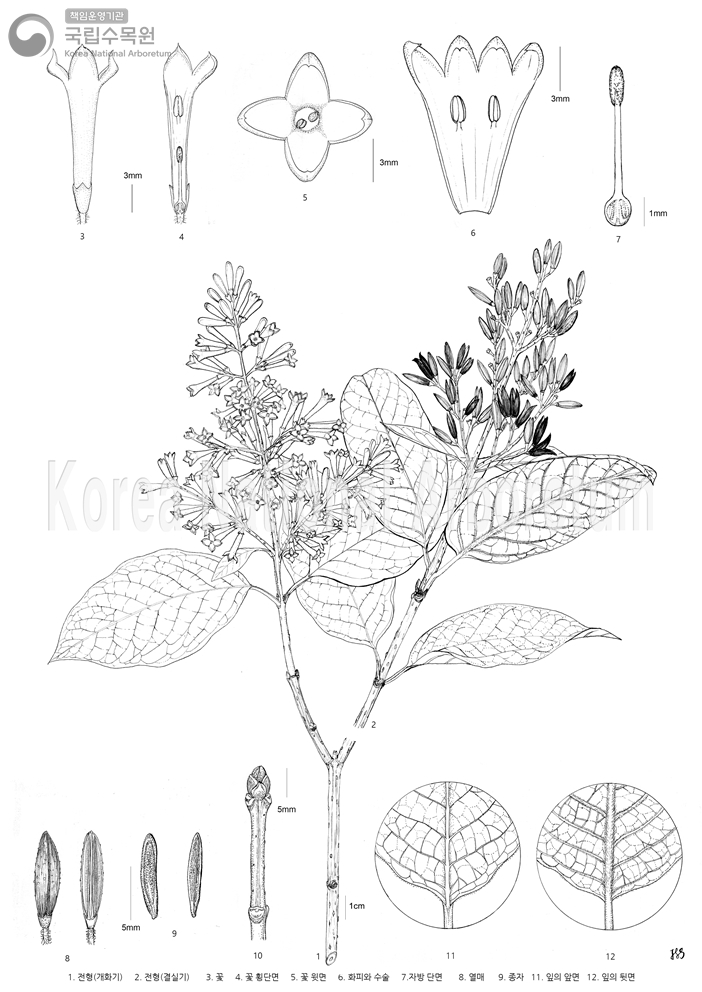 Plant Illustration Detailed View