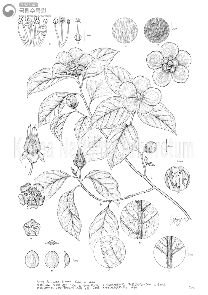 Plant Illustration Detailed View