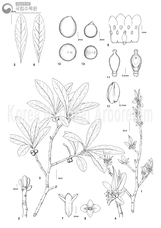 Plant Illustration Detailed View