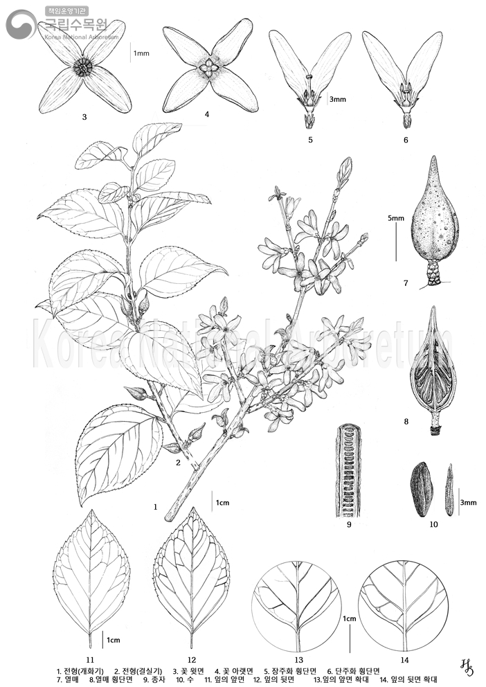 Plant Illustration Detailed View