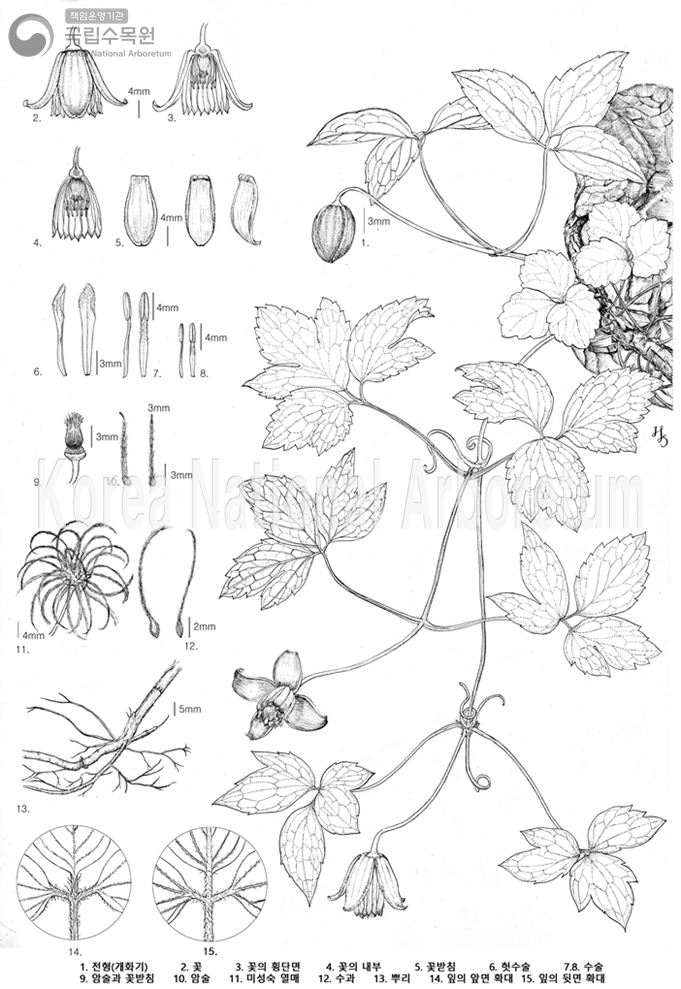 Plant Illustration Detailed View