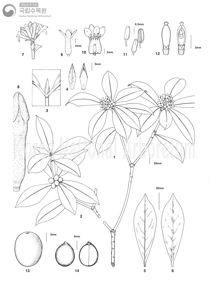 Plant Illustration Detailed View