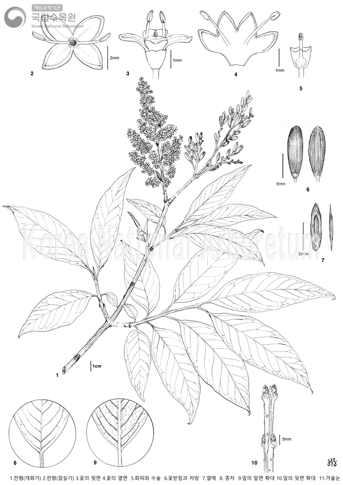 Plant Illustration Detailed View