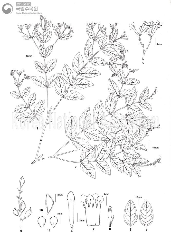 Plant Illustration Detailed View