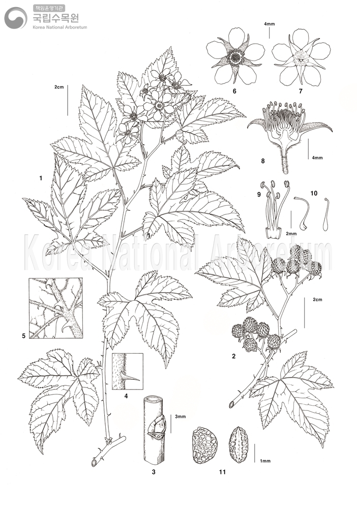 Plant Illustration Detailed View