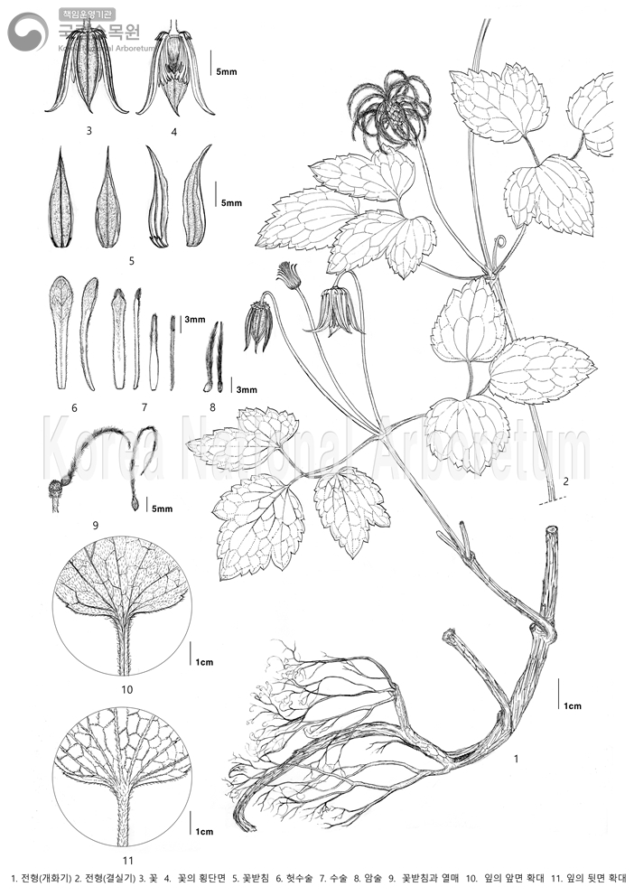 Plant Illustration Detailed View