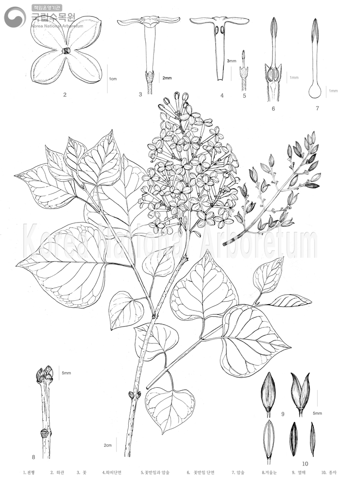 Plant Illustration Detailed View