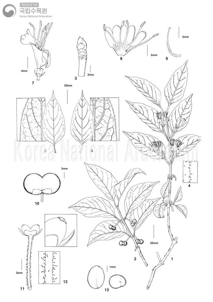 Plant Illustration Detailed View