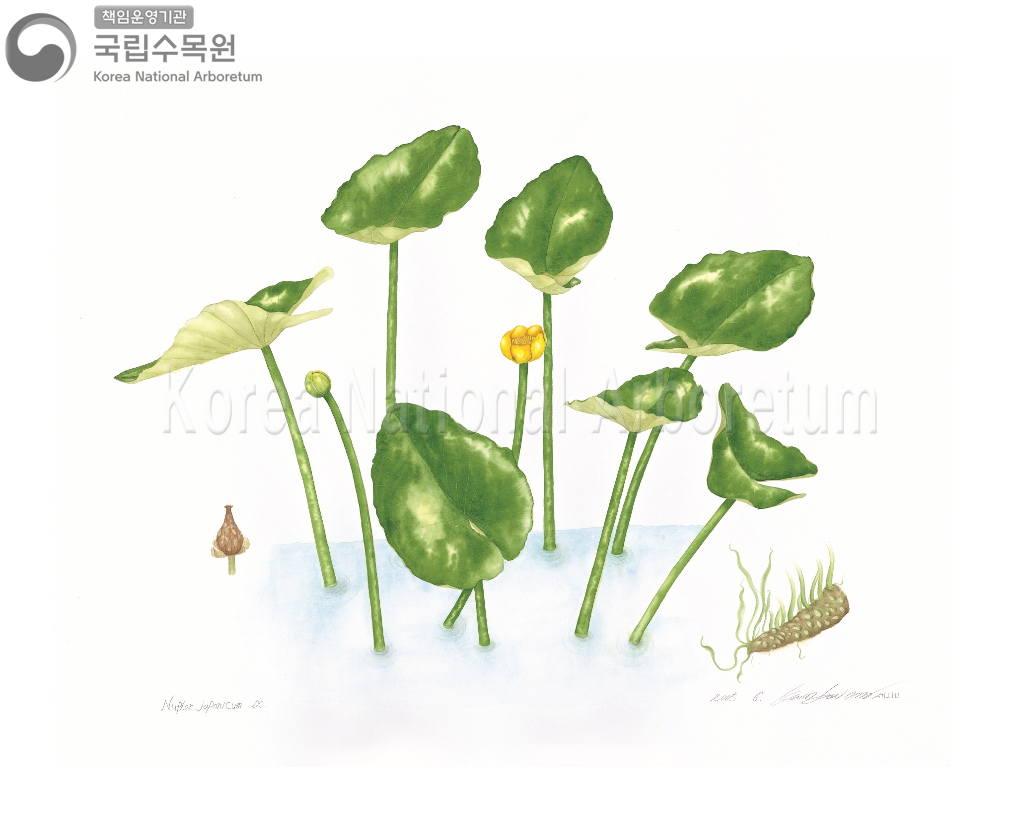 Plant Illustration Detailed View