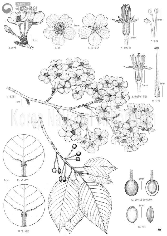 Plant Illustration Detailed View