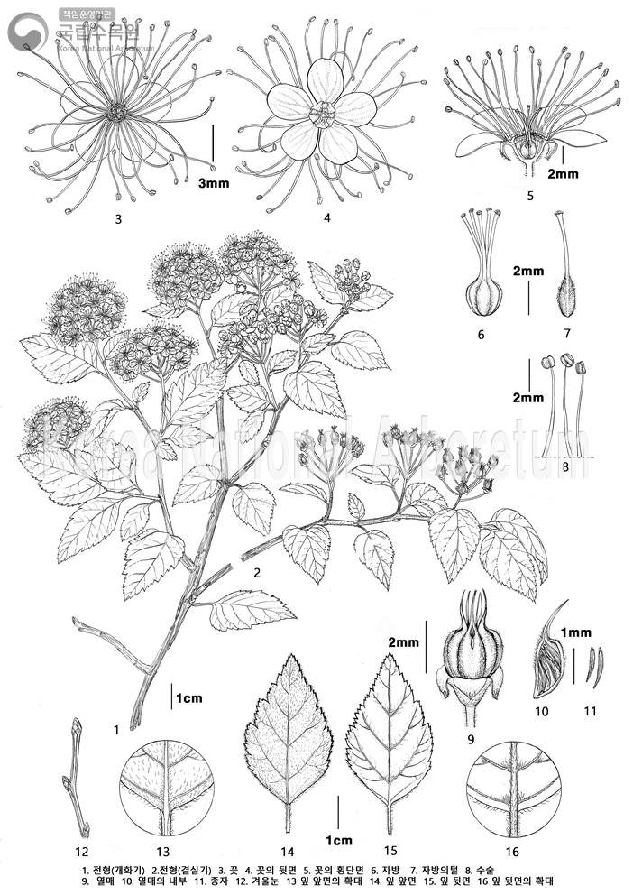 Plant Illustration Detailed View