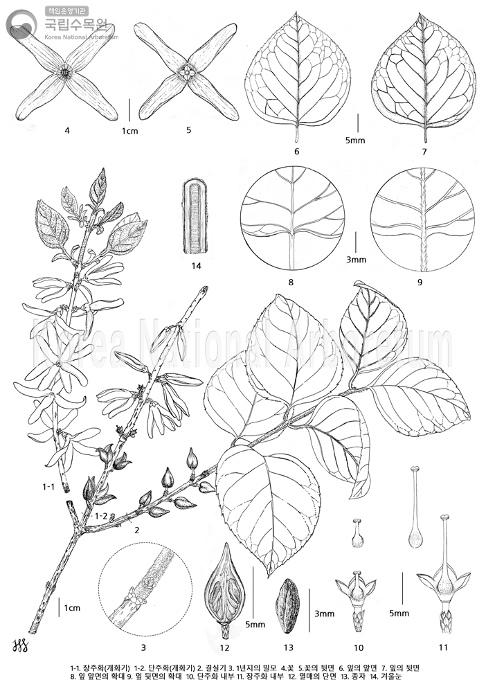 Plant Illustration Detailed View