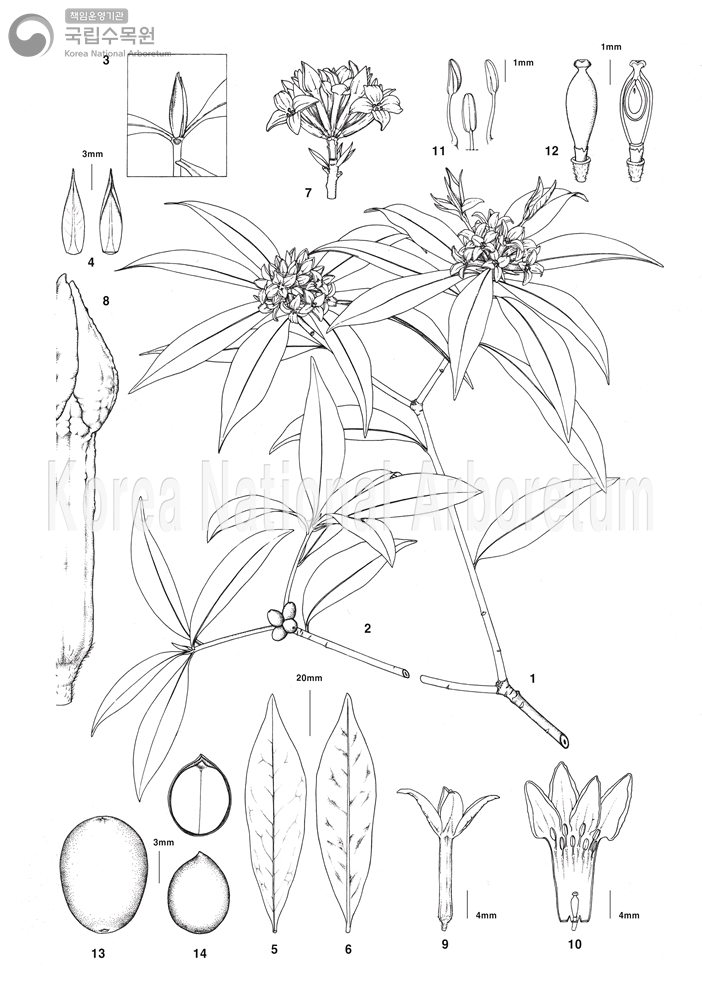 Plant Illustration Detailed View